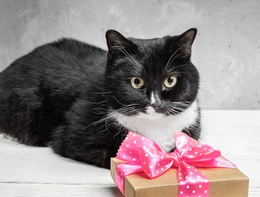 Black cat lying on white wooden table and keeping present cardboard gift box with pink polka dot ribbon bow and looking at camera. Neutral gray concrete background. Festive image with lovely pet.
