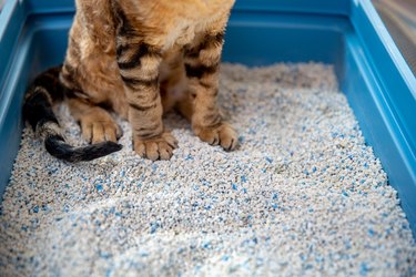 White bentonite sand in a litter box