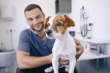 doctor using stethoscope on a puppy