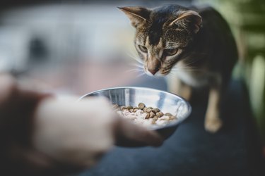 Feeding the cat from a metal bowl