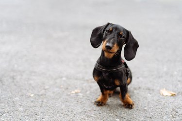 Funny dachshund puppy dog looking at camera