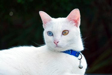 white kitten with blue and green eyes