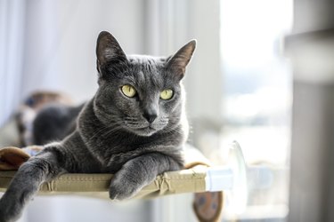 Russian Blue cat