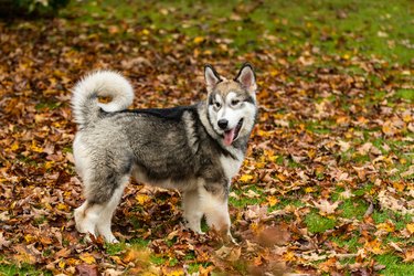 Alaskan Malamute Puppy