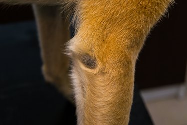 A close-up of a callus pyoderma on a dog's elbow