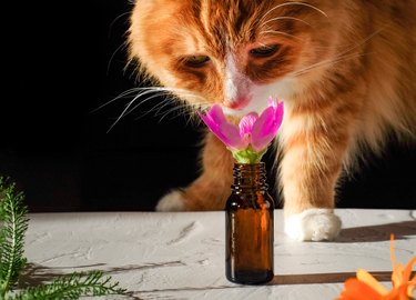 Ginger cat sniffing flower in bottle on black background