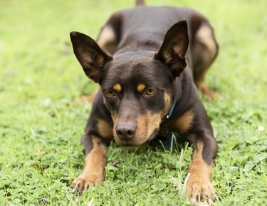 Kelpie in grass