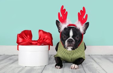 Christmas reindeer puppy