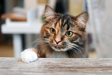 Funny cat at the table. Cat's paw on the table. wating feeding