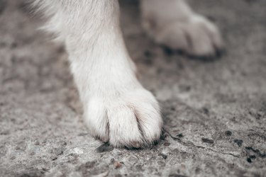 Paws of a huge friendly dog. White paws of the Alaskan Malamute close-up.