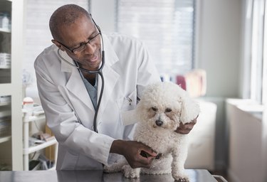 Black male veterinarian examining small white curly dog in office