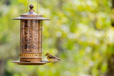 Yellow goldfinch bird at the bird feeder in the backyard.