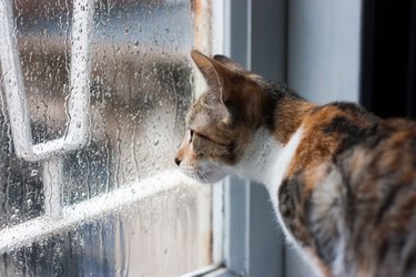 Cat Looking At Window On Rainy Day