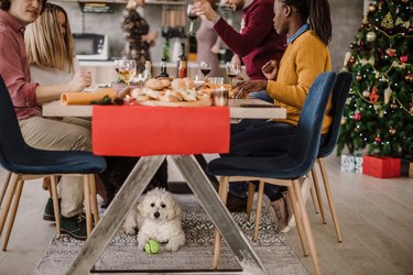dog with ball Under Table During Christmas Dinner