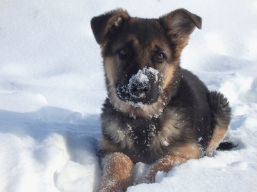 Cute German shepherd puppy on white snow