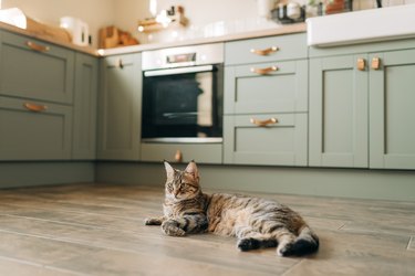 A beautiful domestic cat is resting in a light blue room, a gray Shorthair cat with yellow eyes looking at the camera