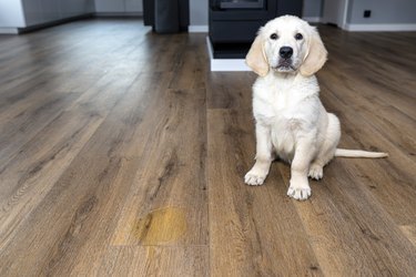 A golden retriever puppy sits scolded near a pee stain on modern waterproof vinyl panels in the living room of the home.