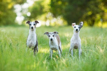 Trio of Curious Italian Greyhound Dogs Outdoors