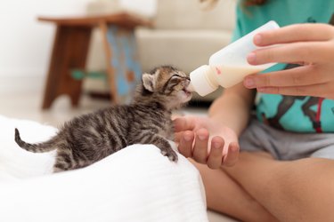 Child feeding adorable kitten with bottle of milk