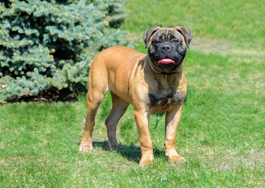 Bullmastiff looks in camera.