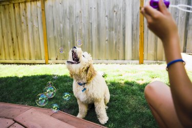 Tween Girl Blowing Bubbles with Labradoodle Puppy in Backyard