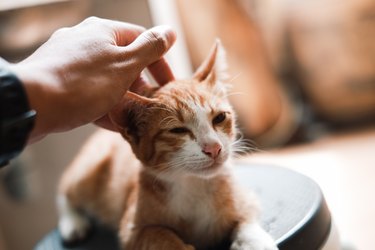 Close up of an orange and white cat being petted