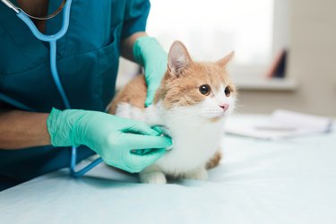 Veterinarian listening to a cat's hear with a stethoscope.