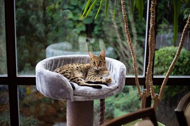 Savannah cat sits on an elevated cat bed by a window and assorted plants are behind.