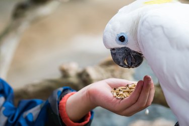 kids feeding on a white cockatoo