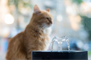 Ginger cat drinks fresh water from an electric drinking fountain.