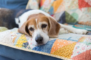 Beagle resting on a colorful quilt