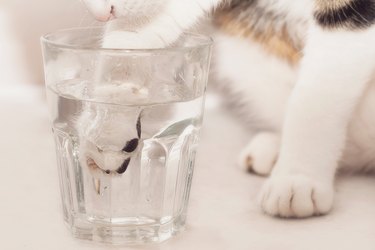 Cat Putting Paw In Glass Of Water