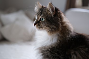 Closeup of adorable Siberian cat staring ahead.