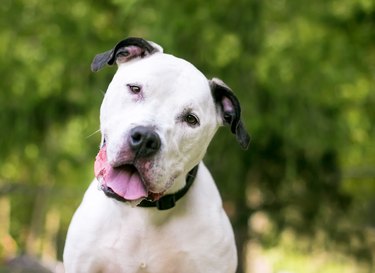 An American Bulldog mixed breed dog with a head tilt