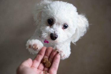 A cute dog reaching for a treat