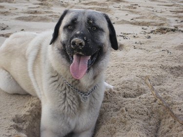 Close-Up Portrait Of A Happy Dog On Beach
