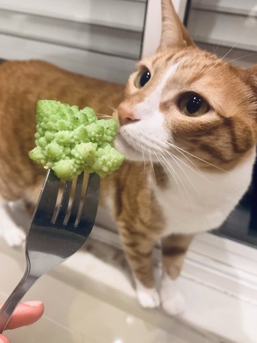 An orange and white cat is sniffing a piece of Romanesco broccoli on the end of a fork