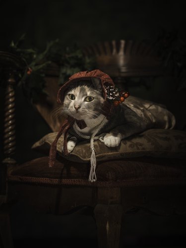 painterly portrait of cute cat in fancy attire, looking at camera