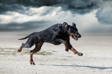 training of dobermann pinscher