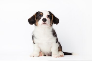 Welsh Corgi Cardigan cute fluffy dog puppy. funny happy animals on white background with copy space