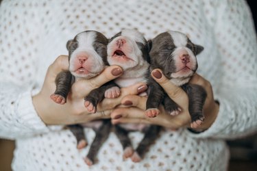 how do you know if a newborn puppy is blind