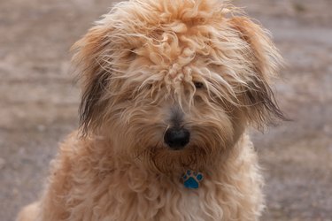 is it bad for a dog to be matted