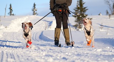 English Setters running in the snow, Oppland County Norway