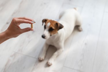 Woman giving the dog jack russell terrier with pill
