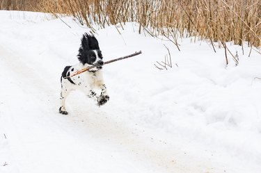 A dog plays with a stick outdoors on a frosty winter day. Young puppy of breed Russian Spaniel black and white color.