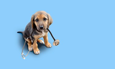 Puppy dog with stethoscope