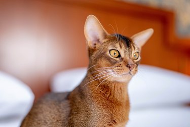 Close up portrait view of the cute Abyssinian purebred cat photo.