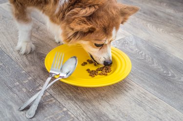 dog eats from a yellow plate with a spoon and fork. Dog food concept