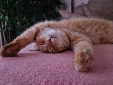 Ginger cat's relax mode on her carpet photo