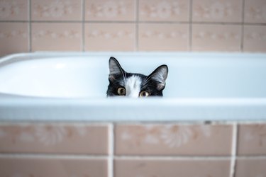 Portrait Of black and white Cat Hiding In Bathtub